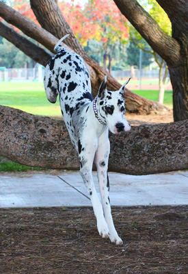 Jumping Over the Tree