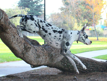 Jumping Over the tree