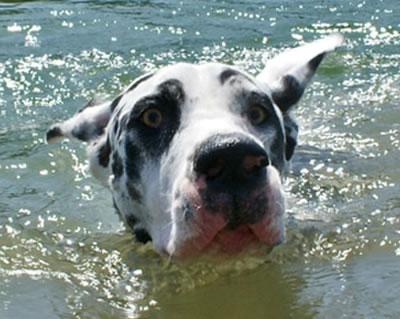 Shameera swimming