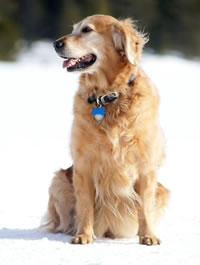 Vesta, the Golden Retriever