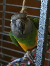 Zazu, the Parrot