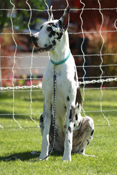 Great Dane Nationals - Obedience